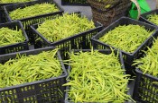 無硫金針菜烘干如何保持品相？不發黑？