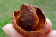 如何選擇荔枝烘干機改善荔枝干果？
